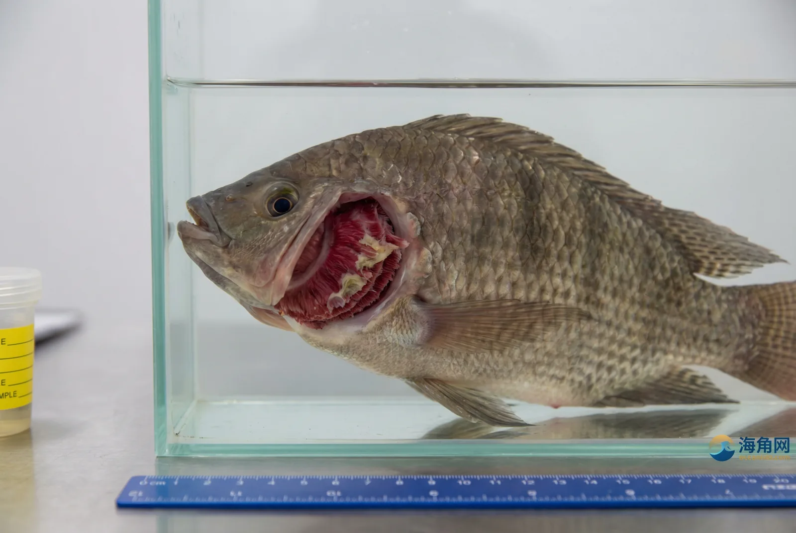 烂鳃病诊断与防治 - 黑料正能量